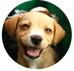 Dog Daycare OKC